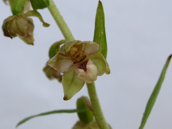 Epipactis helleborine